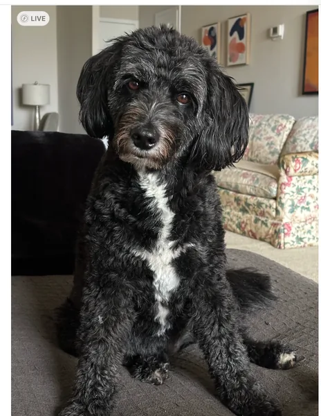 Margo, Chief Research and Teaching Assistant